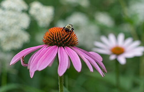 Bombo su un fiore di echinacea in un giardino urbano