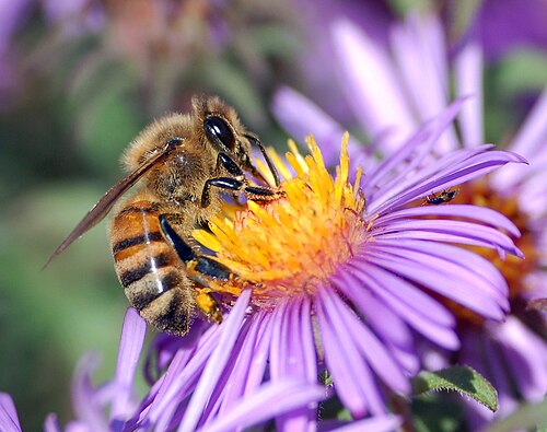 Un'ape bottina il nettare di un fiore di aster
