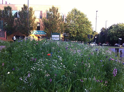 Prato fiorito spontaneo in un'area verde urbana