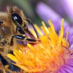 Un'ape bottina il nettare di un fiore di aster
